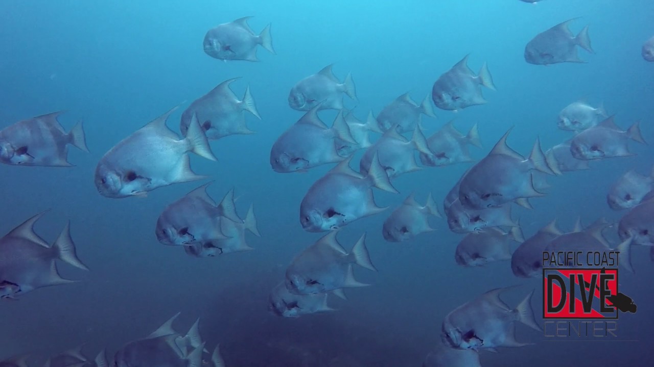 Costa Rica Scuba Diving in Flamingo Beach - Pacific Coast Dive Center