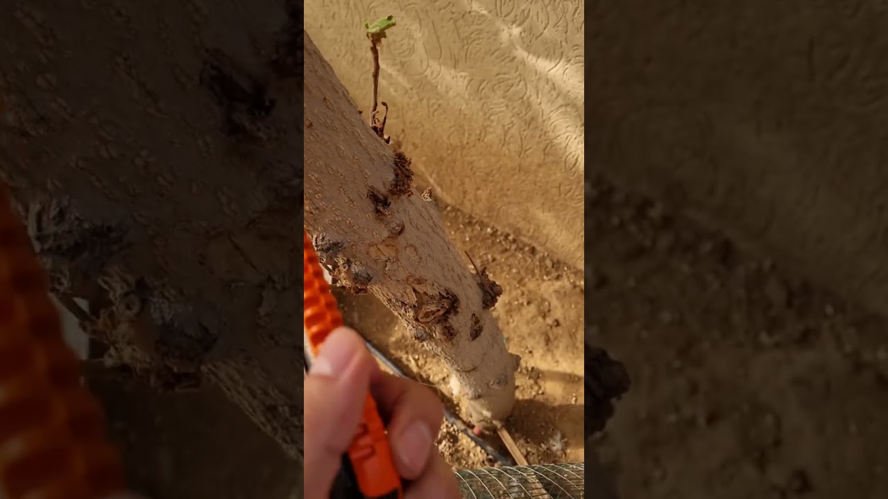 تجربتي الأولى في الزراعة