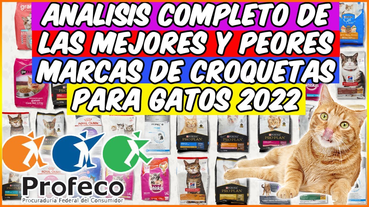 ANÁLISIS COMPLETO DE PROFECO SOBRE  LAS MEJORES Y PEORES CROQUETAS PARA GATOS 2022 - SiamCatChannel