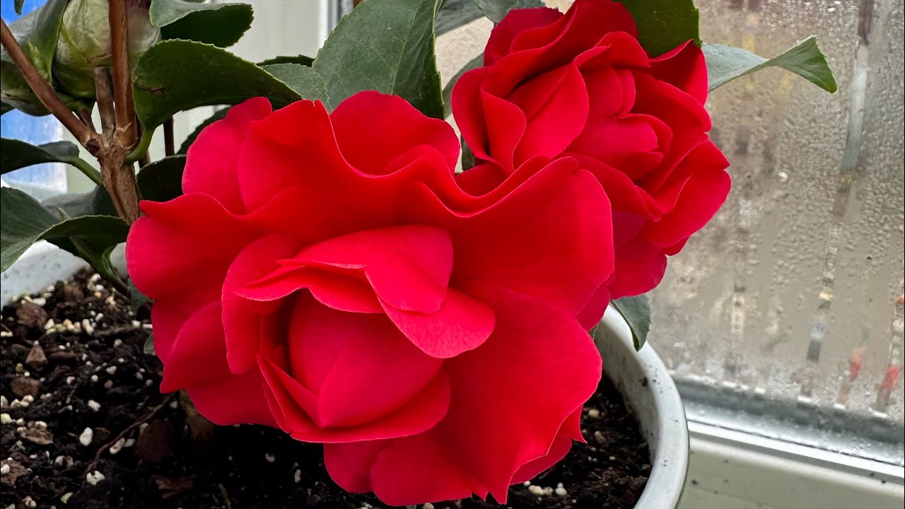 Камелії цвітуть і не перестають захоплювати. Пересадка 🌺🌸