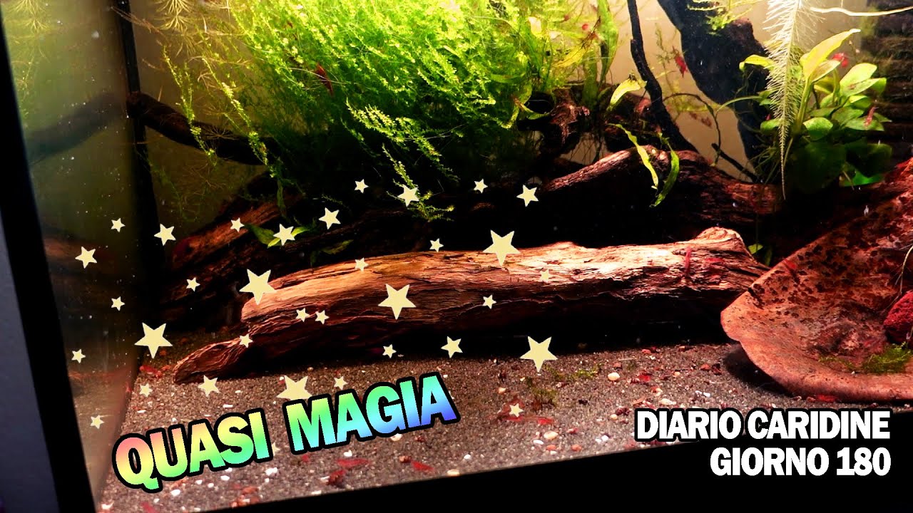 Vi mostro una MAGIA e cosa do alle mie caridine - DIARIO CARIDINE Giorno 180