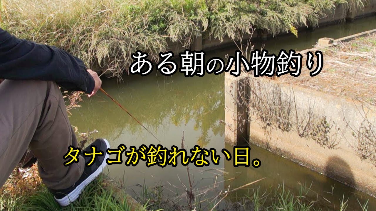 初冬の小物釣り  タナゴ釣りのはずでしたが・・・ 【霞ヶ浦】 ふな釣り MICRO FISHING