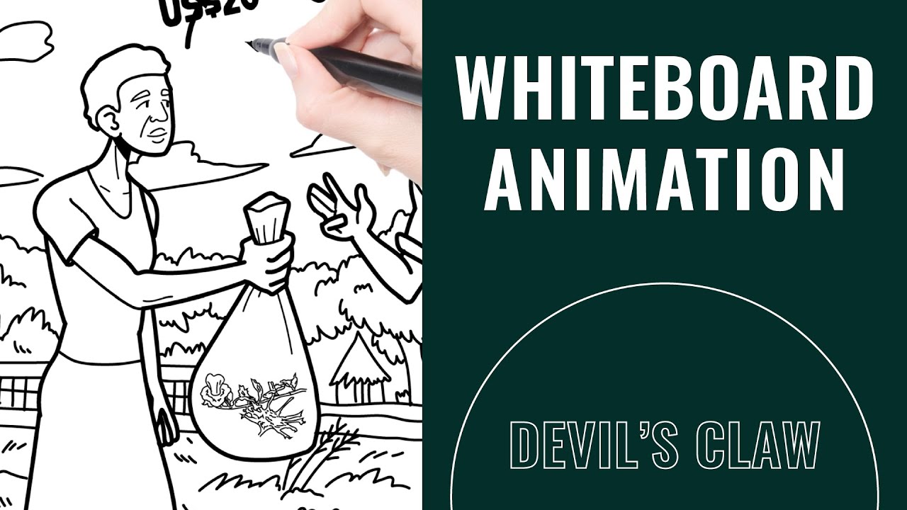 The Devils Claw Harvesters of Namibia - Whiteboard Animation