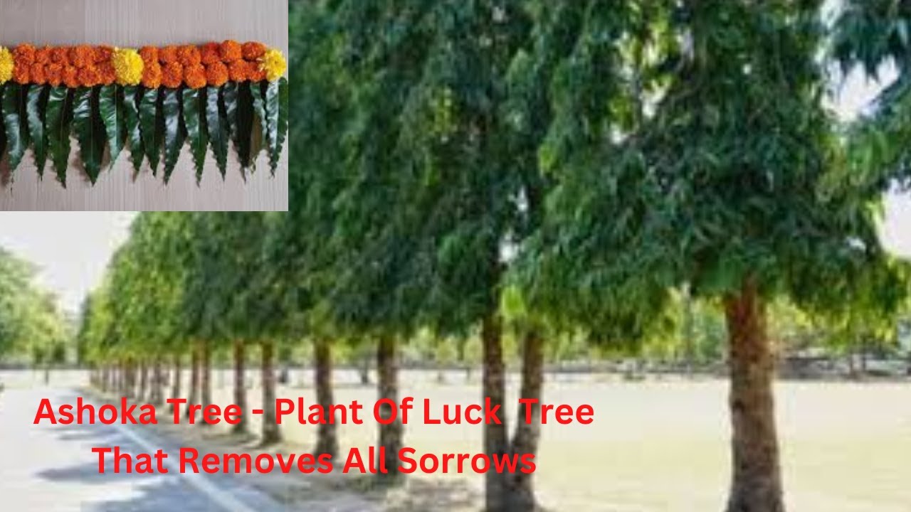 Ashoka Tree - Plant Of Luck  Tree That Removes All Sorrows | Tree Removes Vastu Defects Of The House