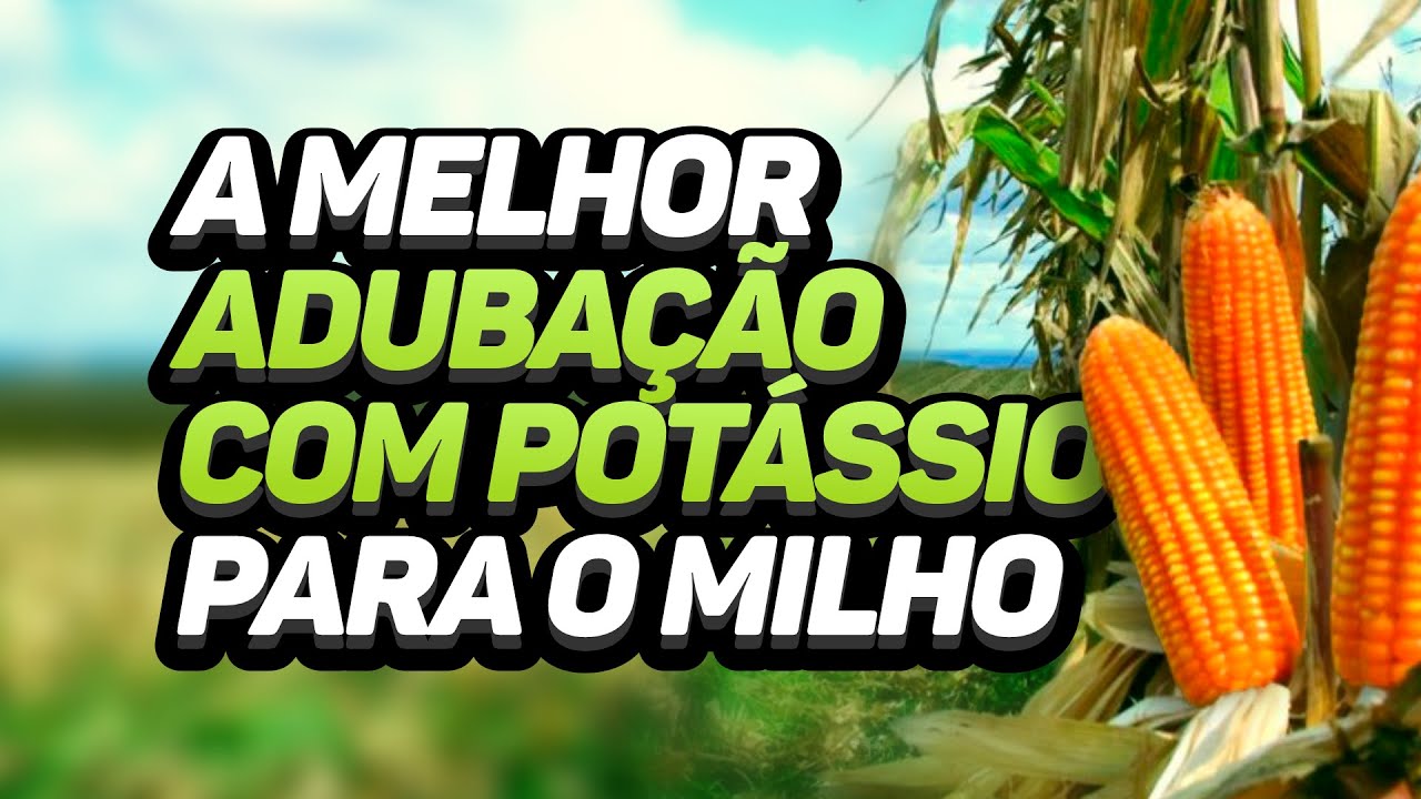 A MELHOR ADUBAÇÃO COM POTÁSSIO PARA O MILHO