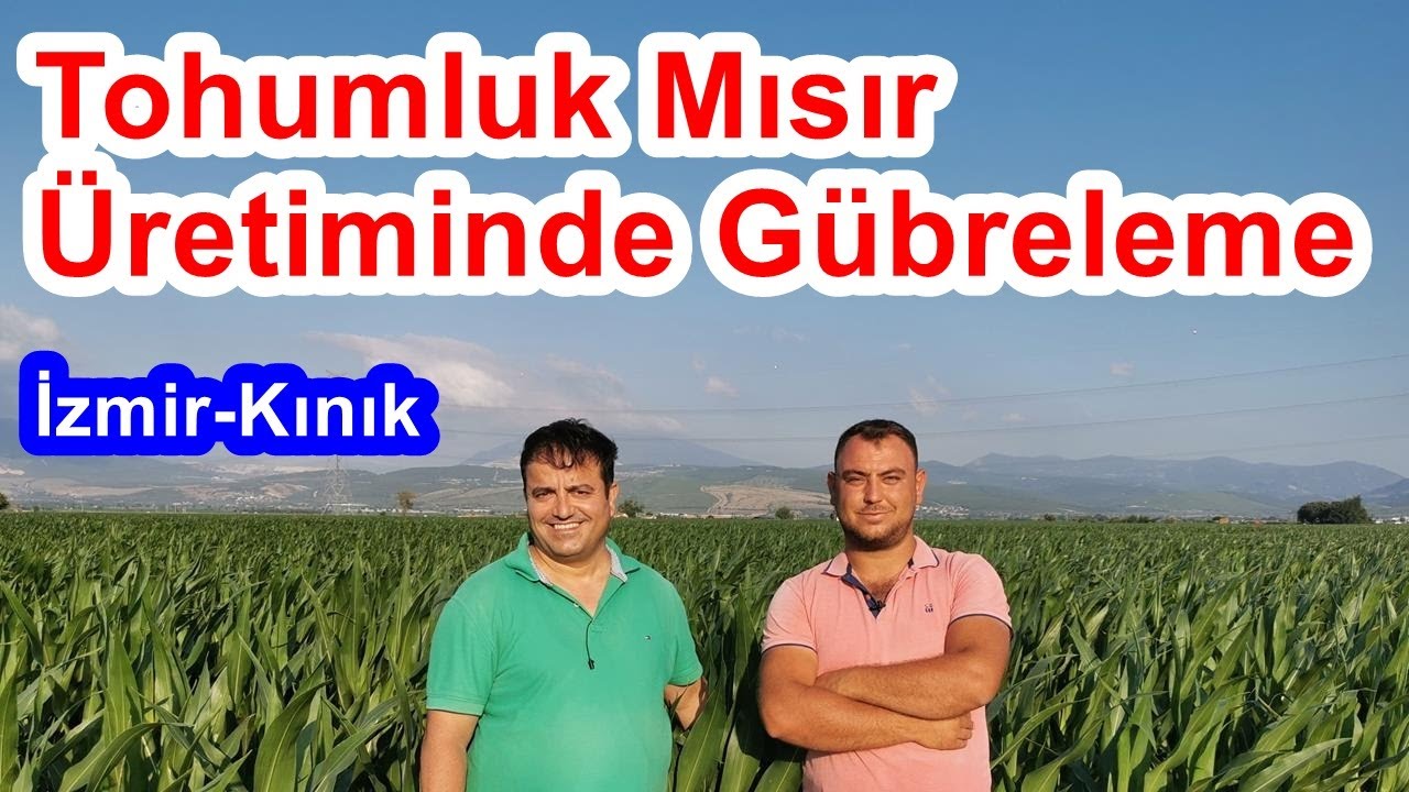 Tohumluk Mısır Yetiştiriciliğinde G&uuml;breleme - Mısır Tohumu Nasıl Yetiştirilir
