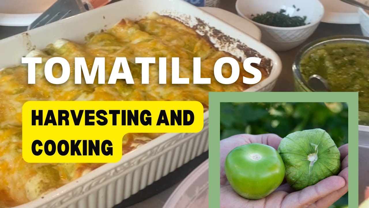 Tomatillos: Harvesting and cooking with tomatillos from the garden!