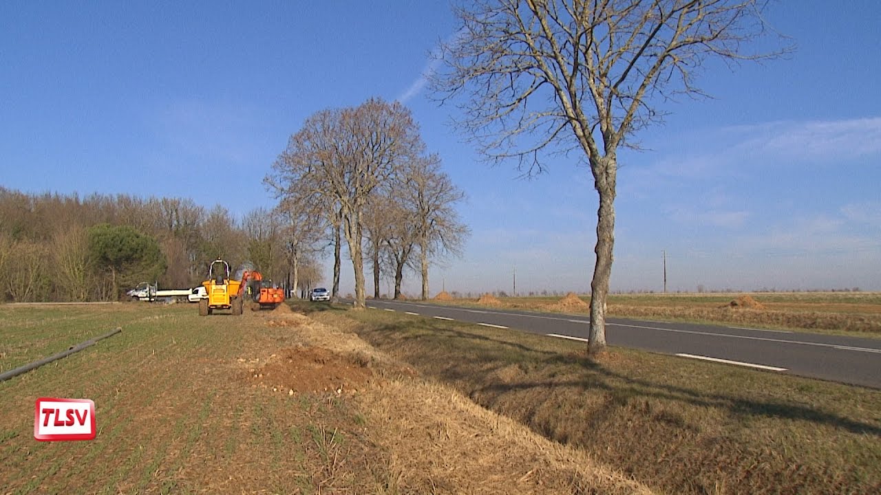 Luçon : 135 arbres replantés sur la RD 746