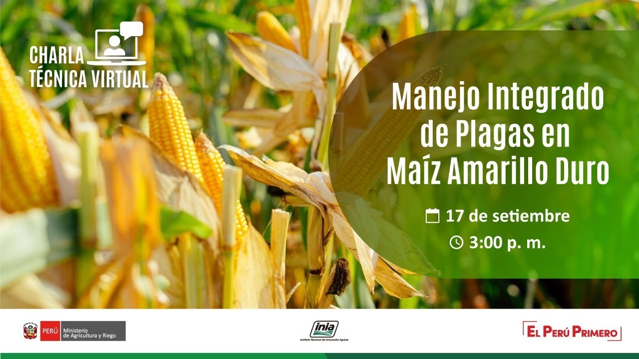 Manejo Integrado de Plagas en Maíz Amarillo Duro