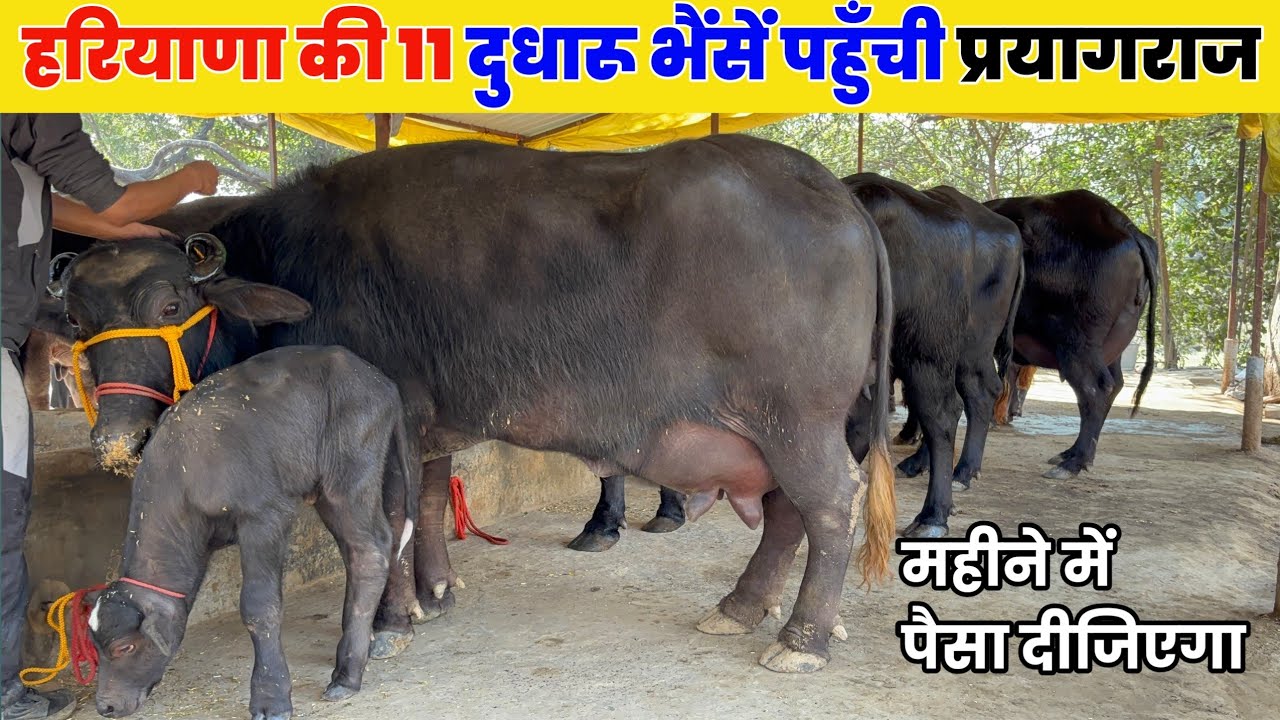 🔥हरियाणा से 11 सुपर हैवी भैंसों की एंट्री प्रयागराज में । आज ही सेल अनिकेश डेयरी फार्म पर!