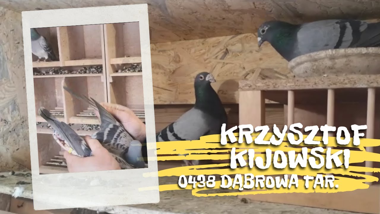 PROWADZENIE GOŁĘBI MŁODYCH | Przygotowanie do lęgów, wychów młódków, pierwszy oblot, trening i LOTY