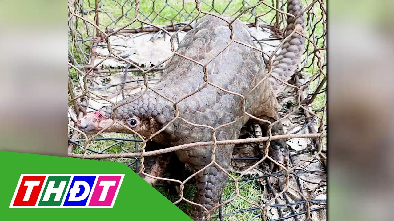 Lâm Đồng: Người dân tự nguyện giao nộp cá thể tê tê quý hiếm | THDT