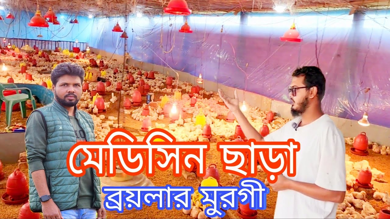 মেডিসিন ছাড়া ব্রয়লার মুরগি 