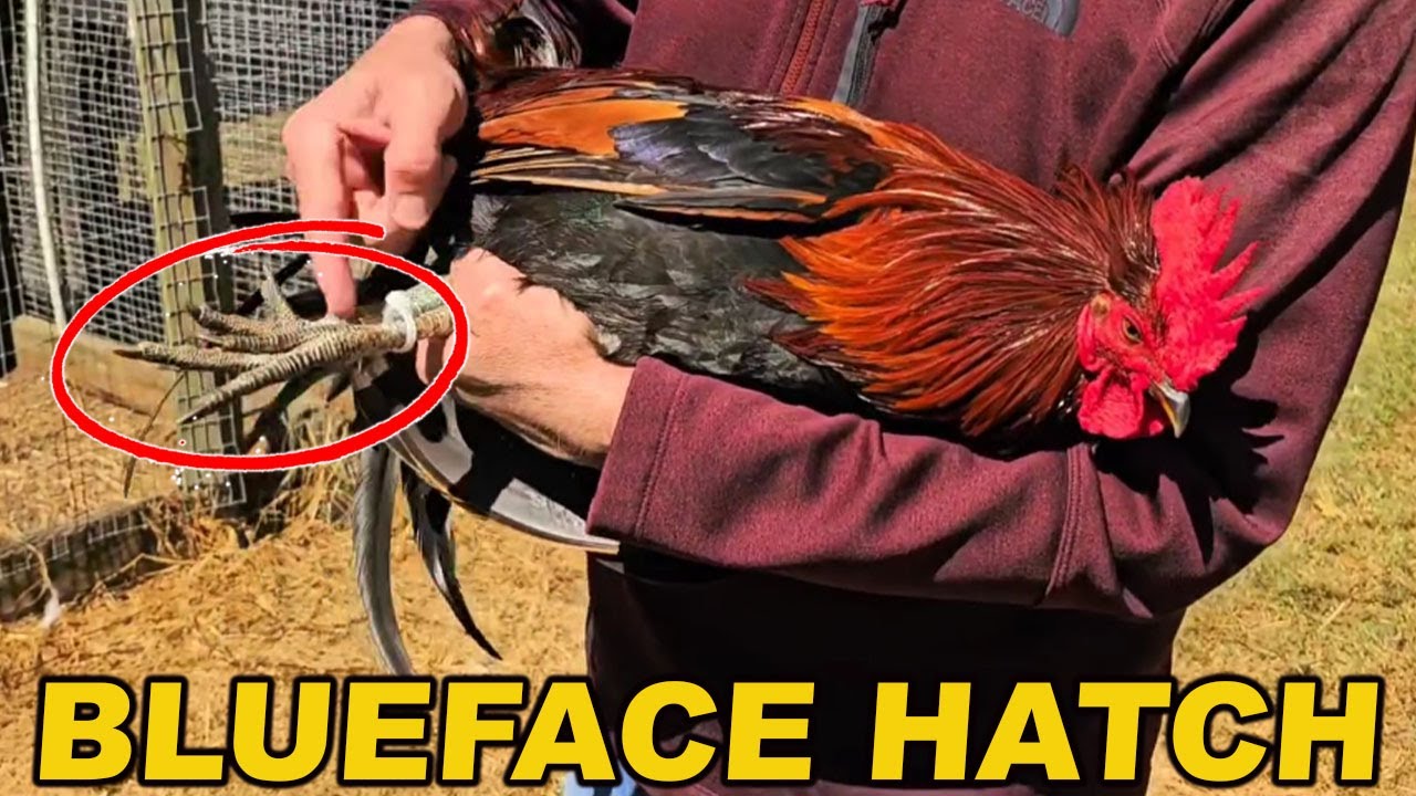 Blueface Hatch Juan Santos Beautiful Birds Big Farm
