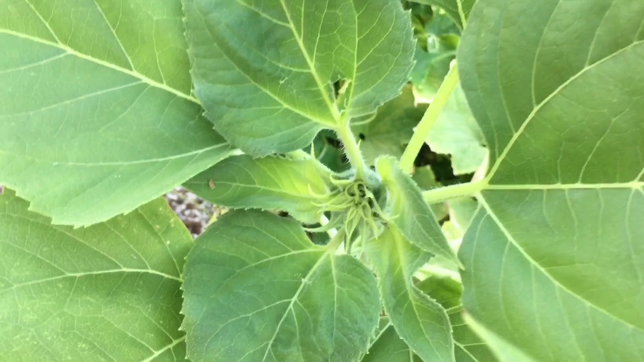 Sunflowers Survive Broken Stems