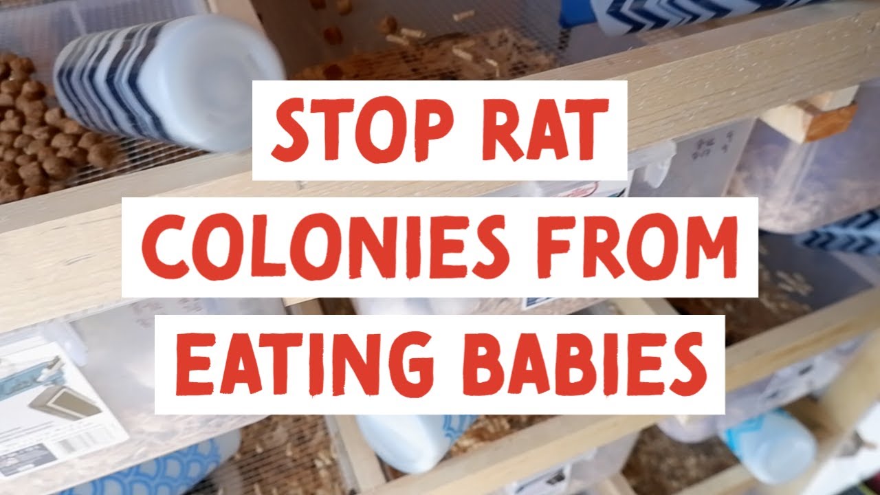 How to stop rats from eating their babies - Maternity Racks