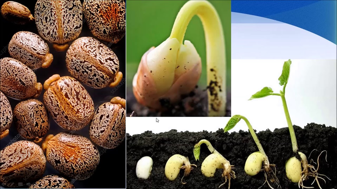 Seed Dormancy