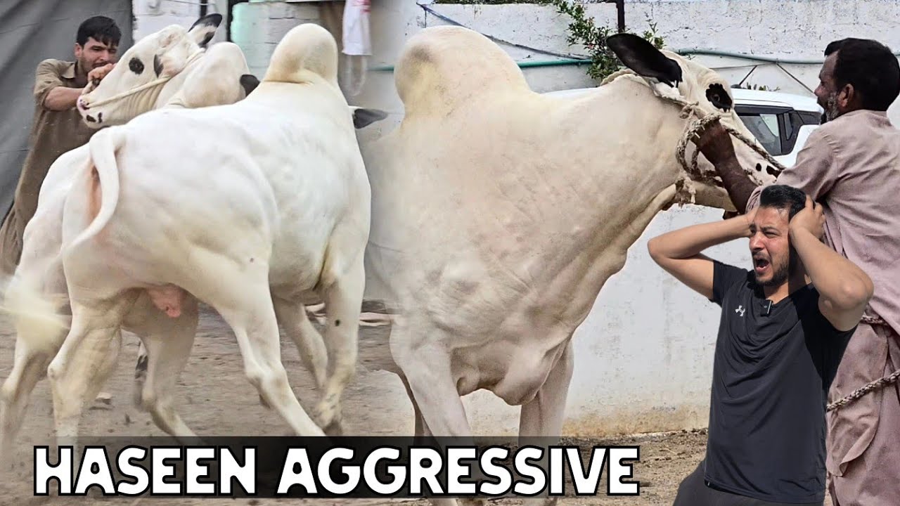 Zia Cattle Farm finest and handsome fatehjangi 😍 Cow Mandi 2026 - Bakra Mandi 2026 - JNTV Vlogs 
