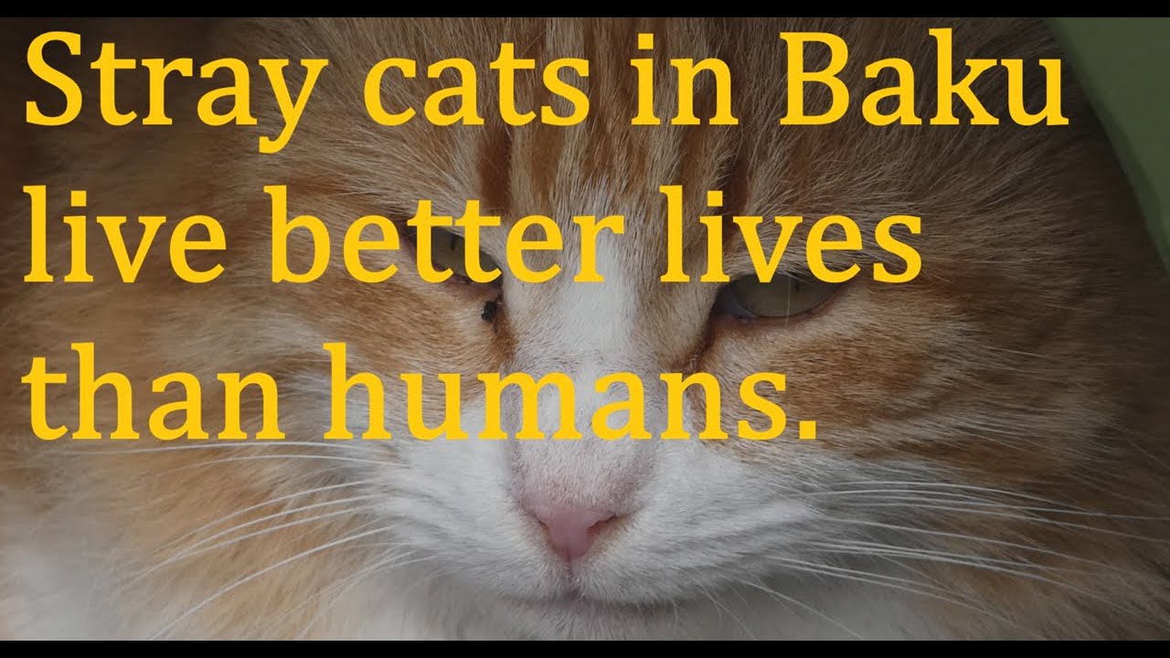 Wildlife Encounters in Poland and Baku | Birds, Sea, Wind & Street Cats