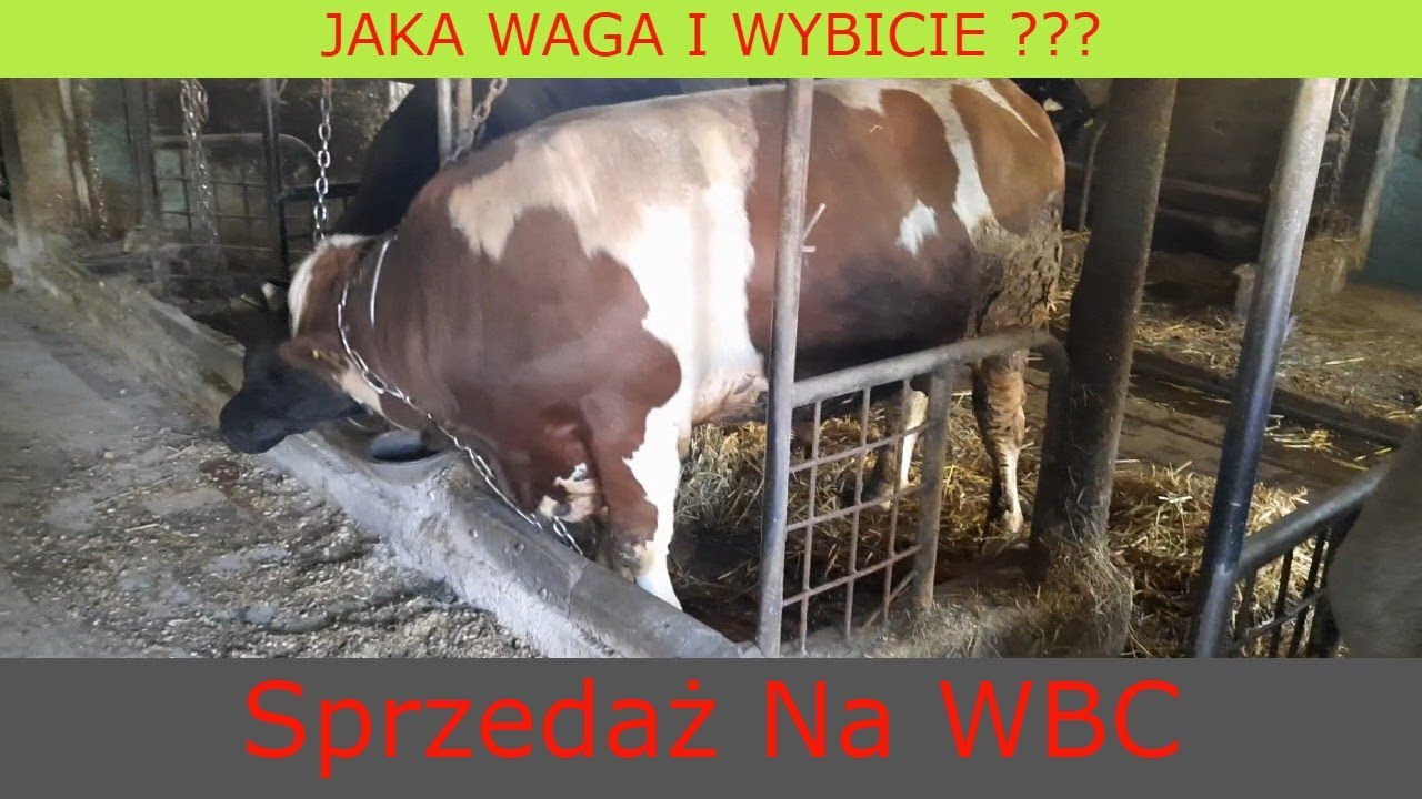 #177  Podsumowanie Sprzedaży Byczków Angusów I Simentala || Wybicie w Końcu Adekwatne Do Wyglądu ^^