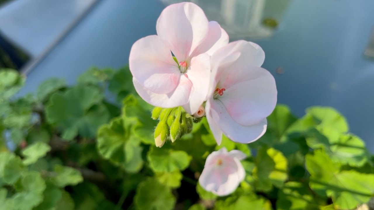Potting Up and Maintaining Geraniums : The Bittersweet Gardens
