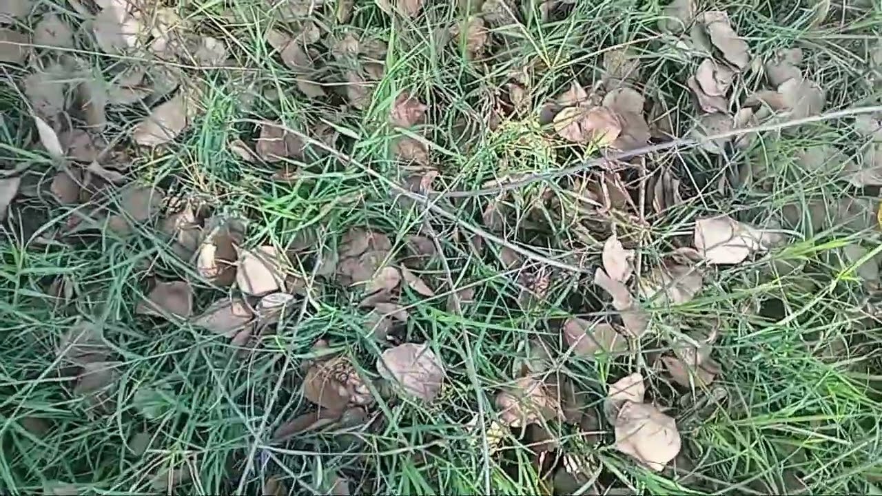 Vlogs no.3 village life 