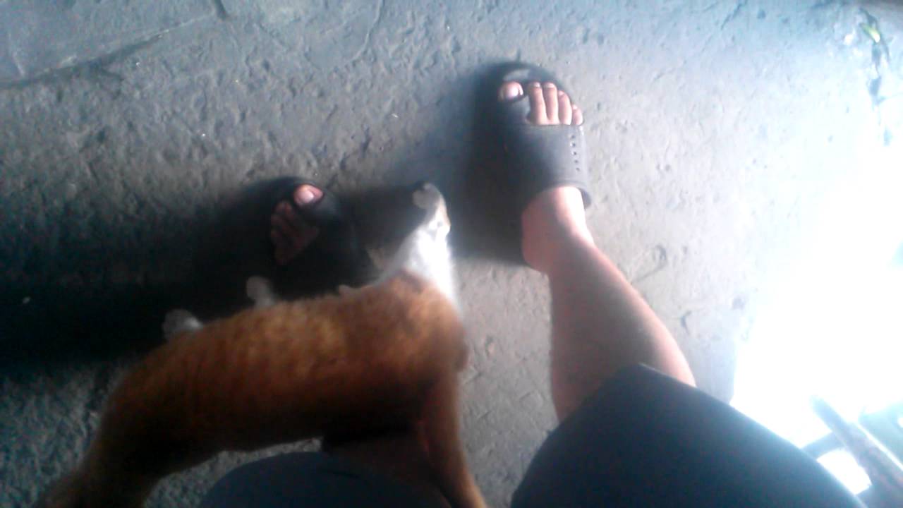 Malambing Na Pusa