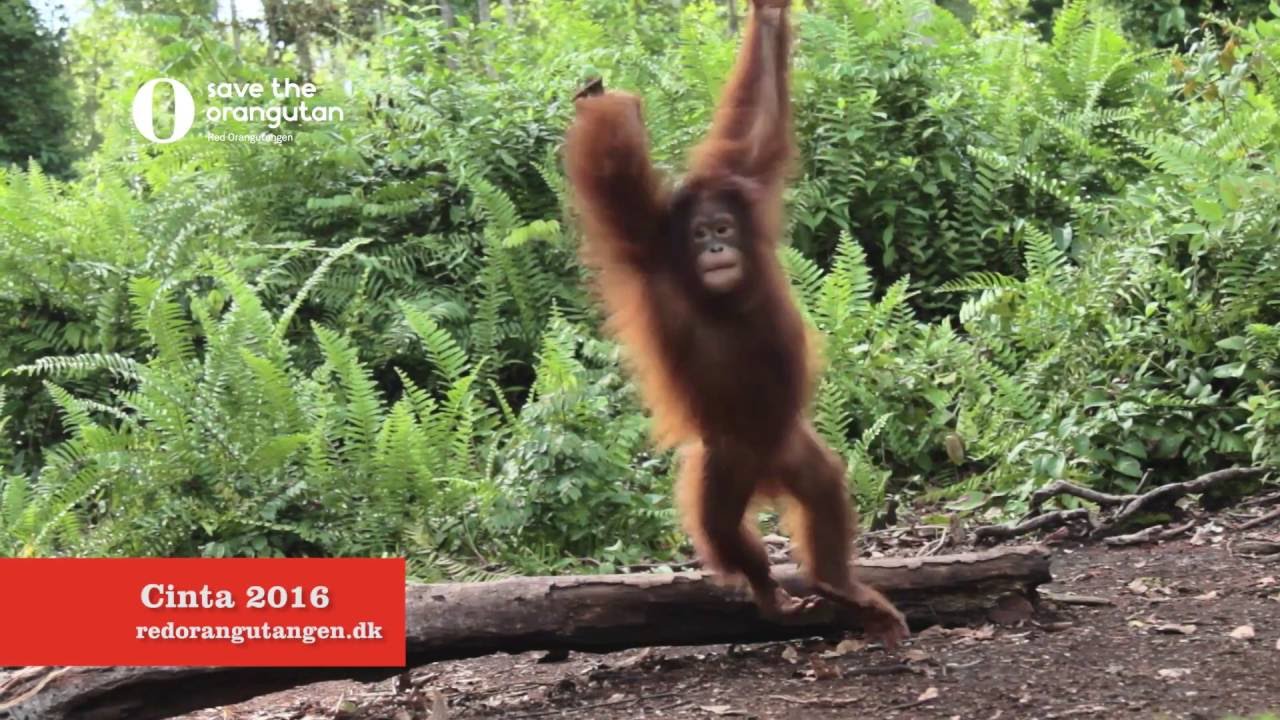 Cinta i Skovskolen, Red Orangutangen 2016