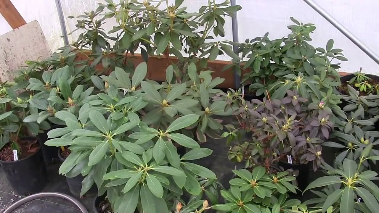 Rhododendrons, the Greatest Landscape Plant of all Time.  Hoop house at Kincaid's Nursery.