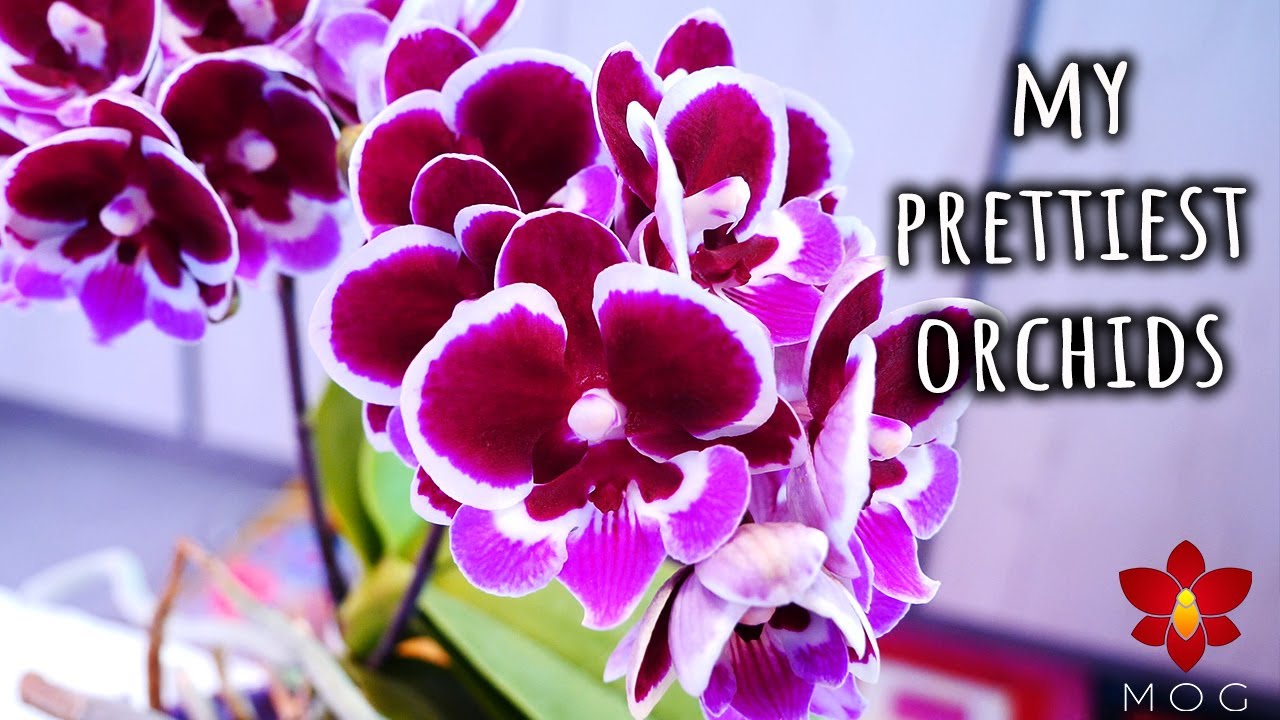 I love these Orchids so much! - Some of my favourite Orchids in bloom