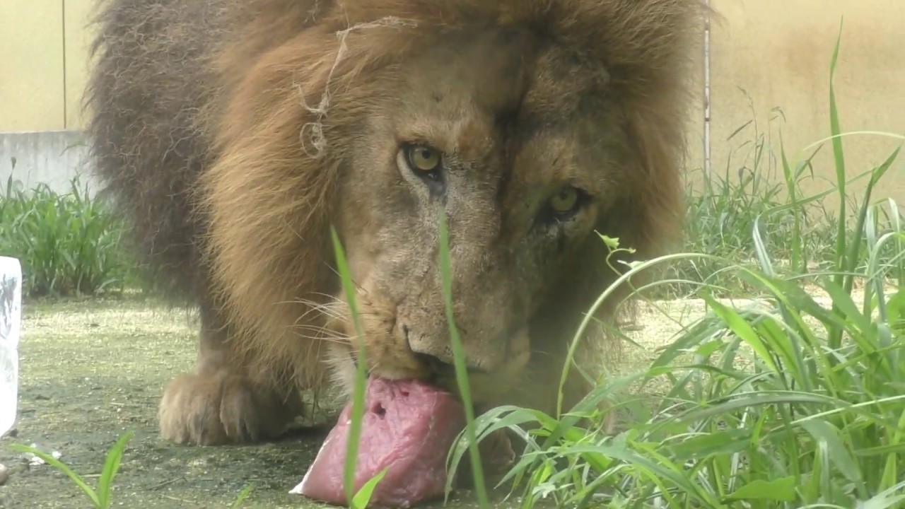 ライオンのストーム君、バラッド君のお誕生日会　東武動物公園