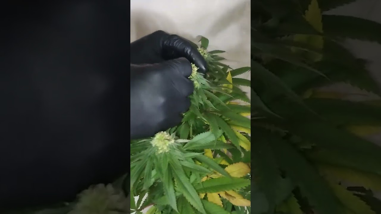 Polinizaci&oacute;n manual de planta de cannabis