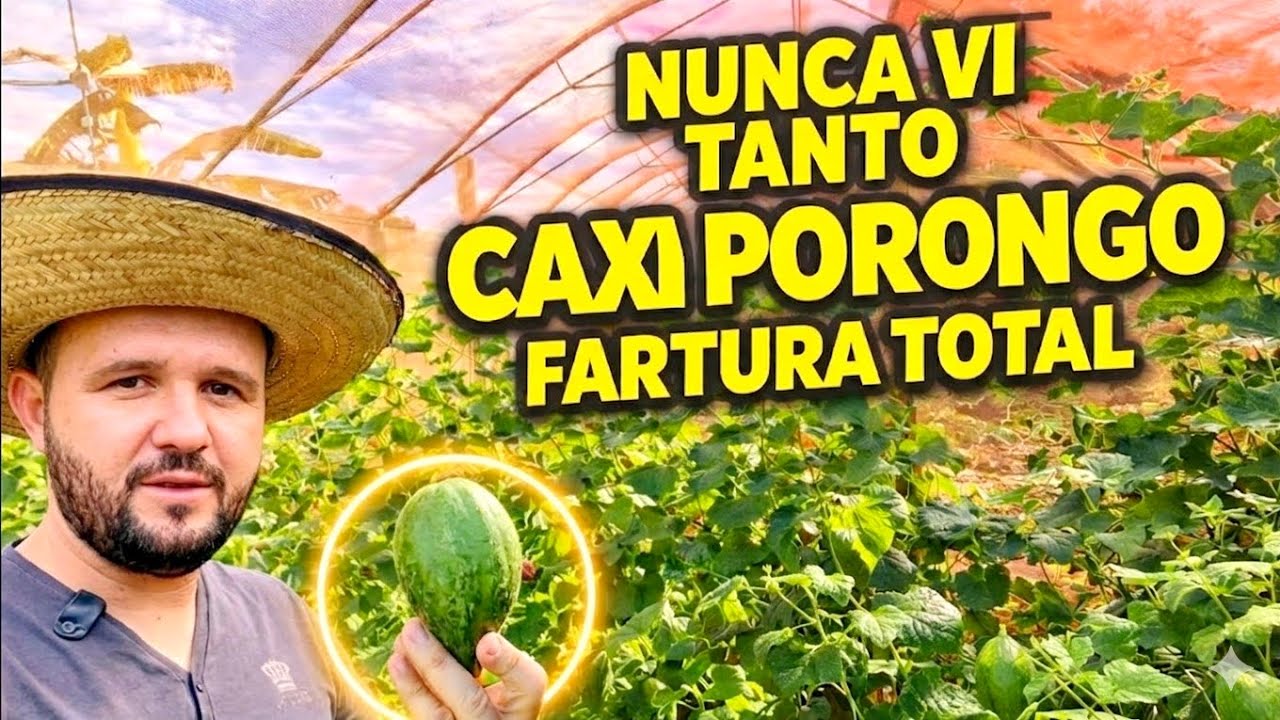 CAXI PORONGO: O QUE É E PARA QUE SERVE? Veja a Produção Impressionante!