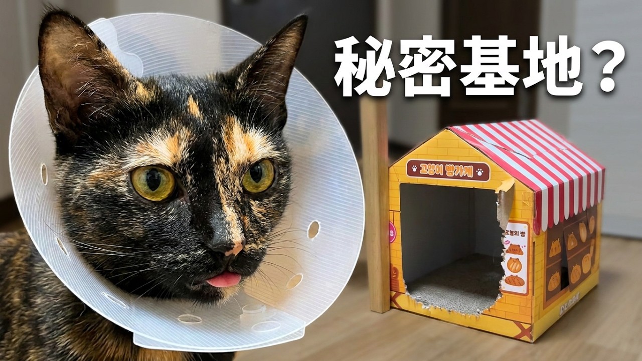 サビ猫たちの静かな日常🐈#catshorts  #cat #元野良猫 #ねこのいる暮らし