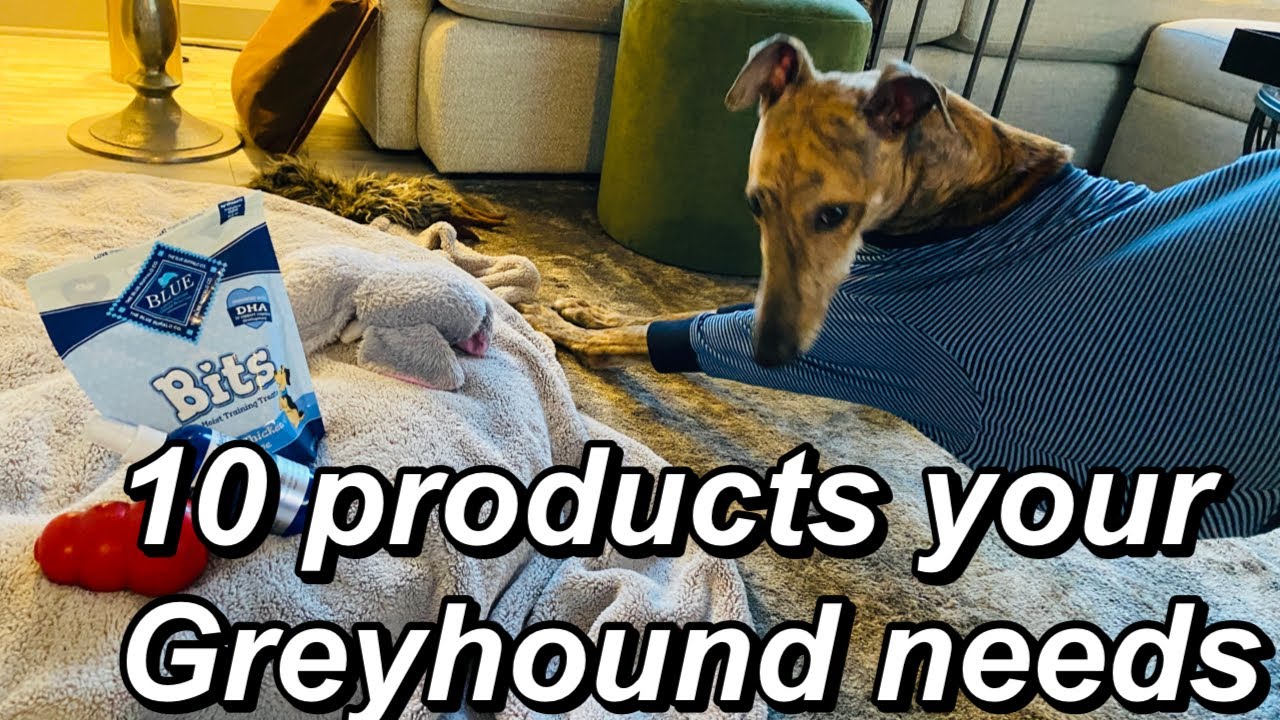 Top 10 products to buy your Greyhound