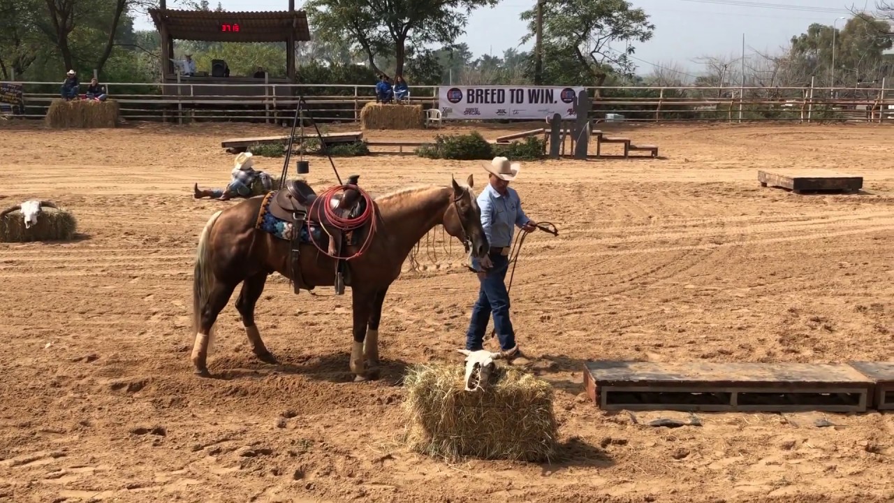 Ashir Kol & Custom Jac Diamond - Extreme Cowboy Race - Novice Horse - 1st place - Vered Hagalil 2019