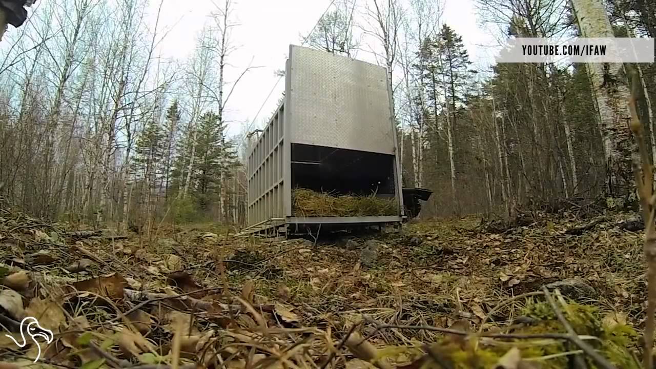 animaux rel&acirc;ch&eacute; pour la premi&egrave;re fois