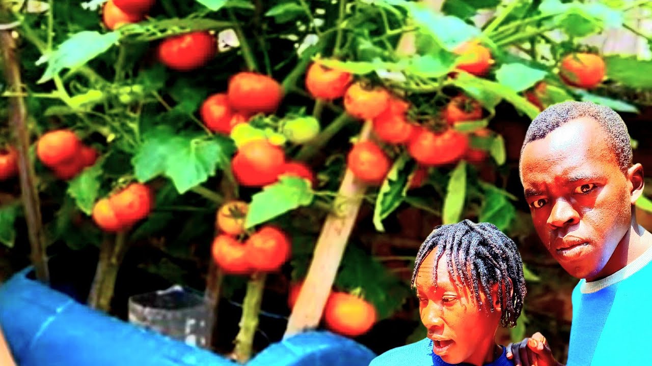 Container GARDENING and Harvest Fresh Tomatoes 🍅  Throughout the Year...MUST WATCH THIS 