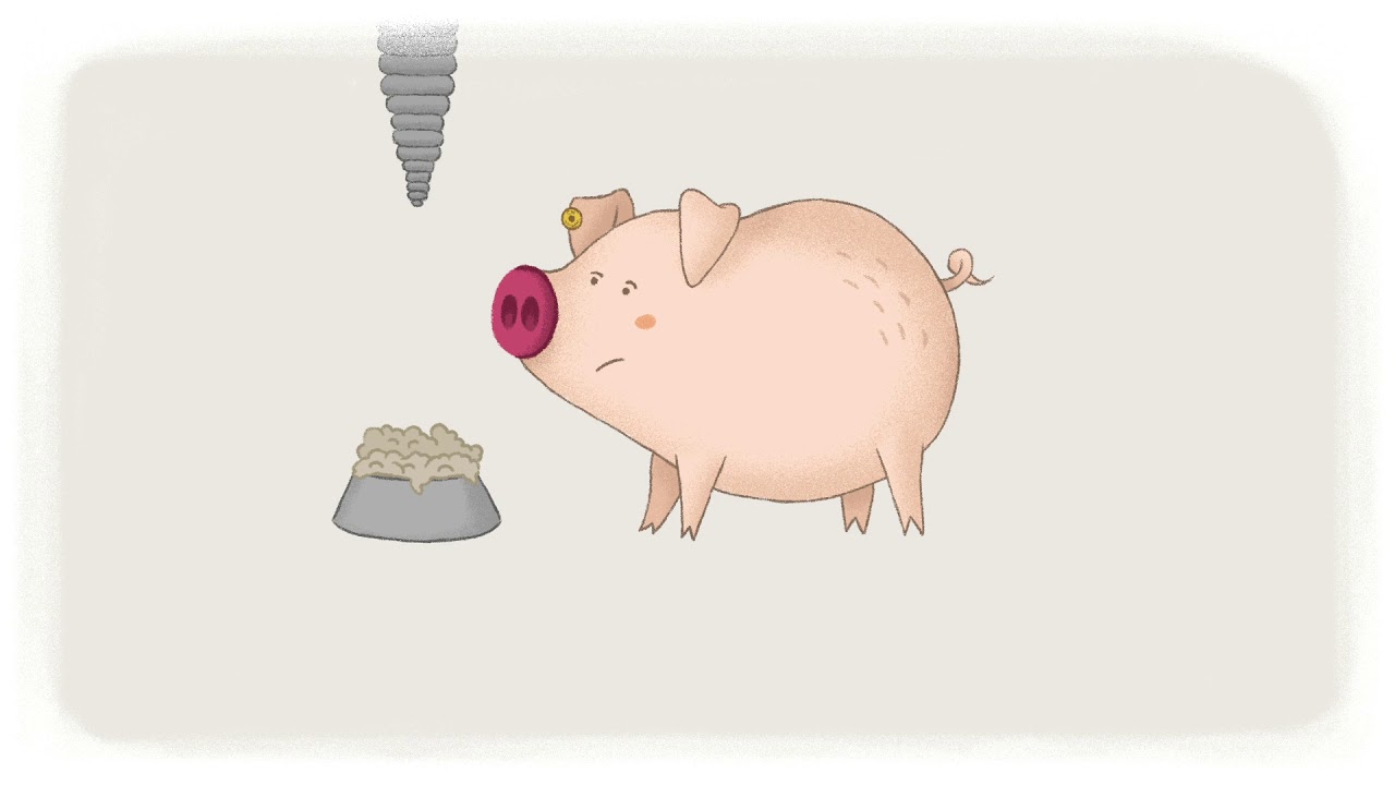 Sauwohl: Das Leben eines Mastschweins