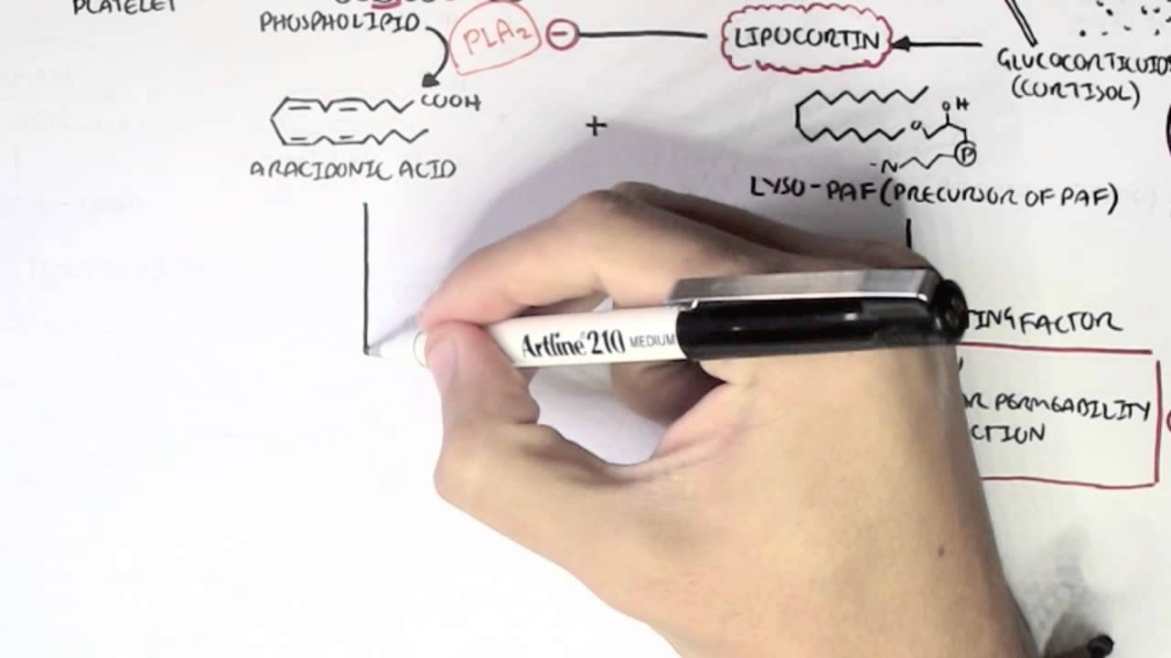 Part I - Aracidonic Acid Metabolites
