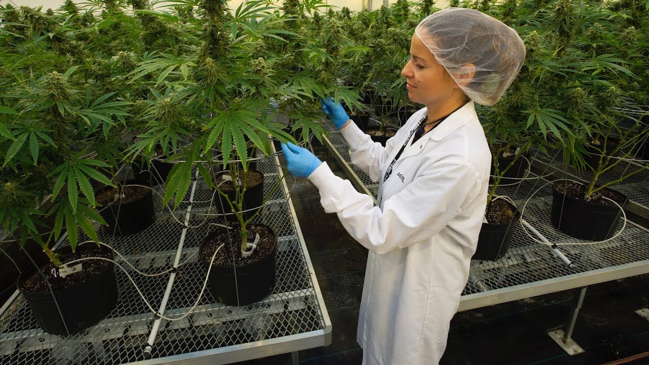 Quebec&rsquo;s biggest cannabis provider is ready for legalization