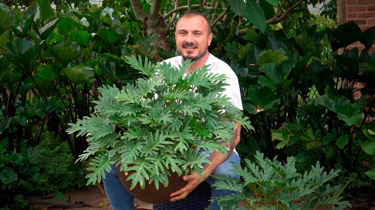 Filodendro Xanadu | A Planta NATIVA que Transformou o Paisagismo!
