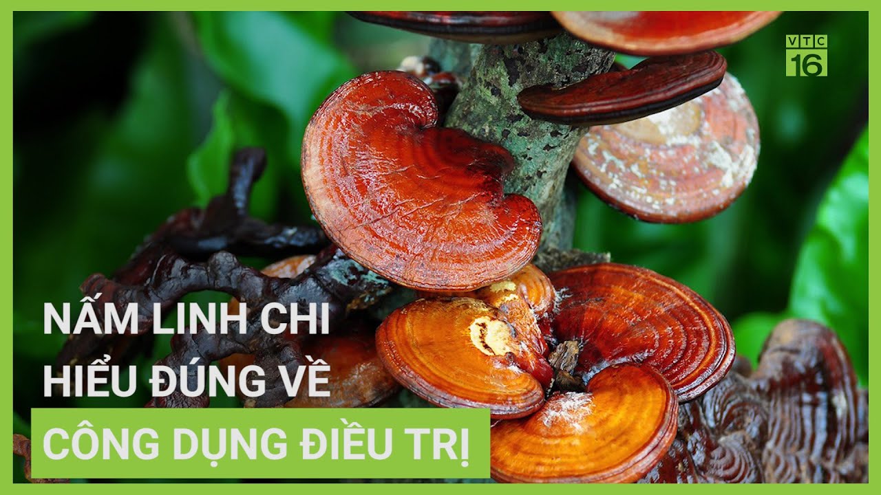 Hiểu đúng về nấm linh chi trong hỗ trợ điều trị | VTC16