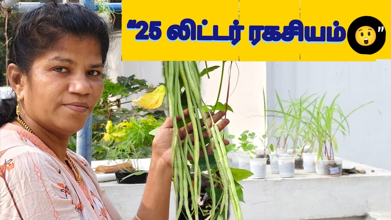 மாடித்தோட்ட அறுவடை & 8 சூப்பர் டிப்ஸ்! 🍅 Terrace Garden Harvest & 8 Useful Tips for Beginners!
