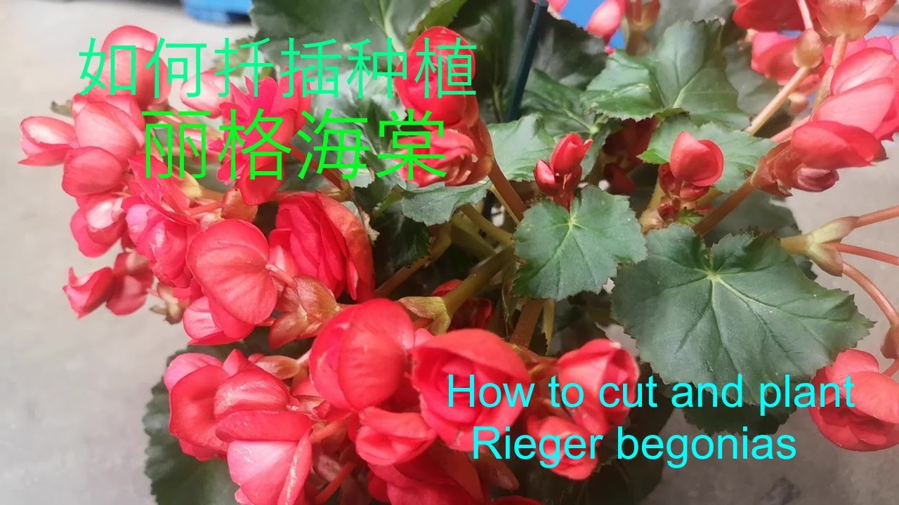 如何扦插种植丽格海棠，这么美的丽格海棠不要买了，剪一枝就可以插活 // How to cut and plant Rieger begonias