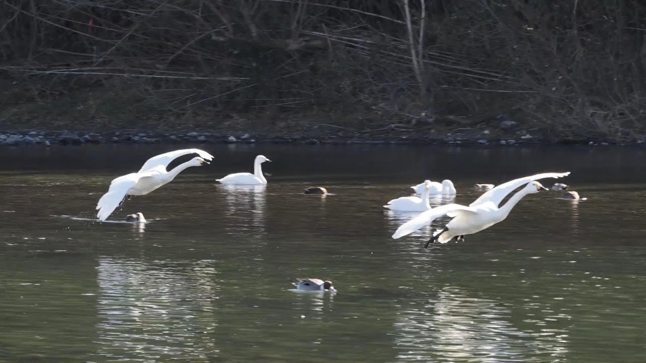 Google Earth オープニング【4K映像 】川本地区・荒川 コハクチョウ&水鳥 新春の躍動！ 2026_01_24 YouTube
