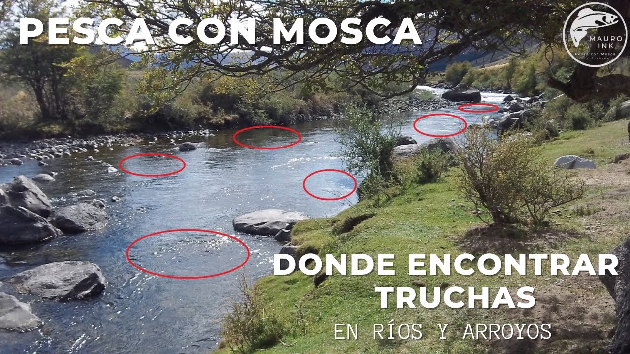 DONDE ENCONTRAR TRUCHAS EN RIOS Y ARROYOS, 🏆(MIRA EL VÍDEO)🎣🐟, LECTURA DE AGUAS, PESCA CON MOSCA