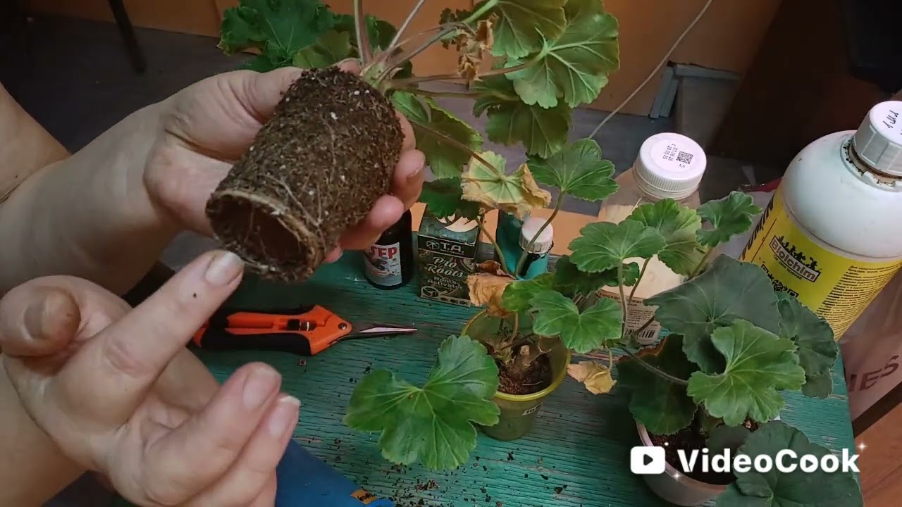 Как нарастить хорошие корни у черенков пеларгонии/ мой опыт🌺🌺🌺