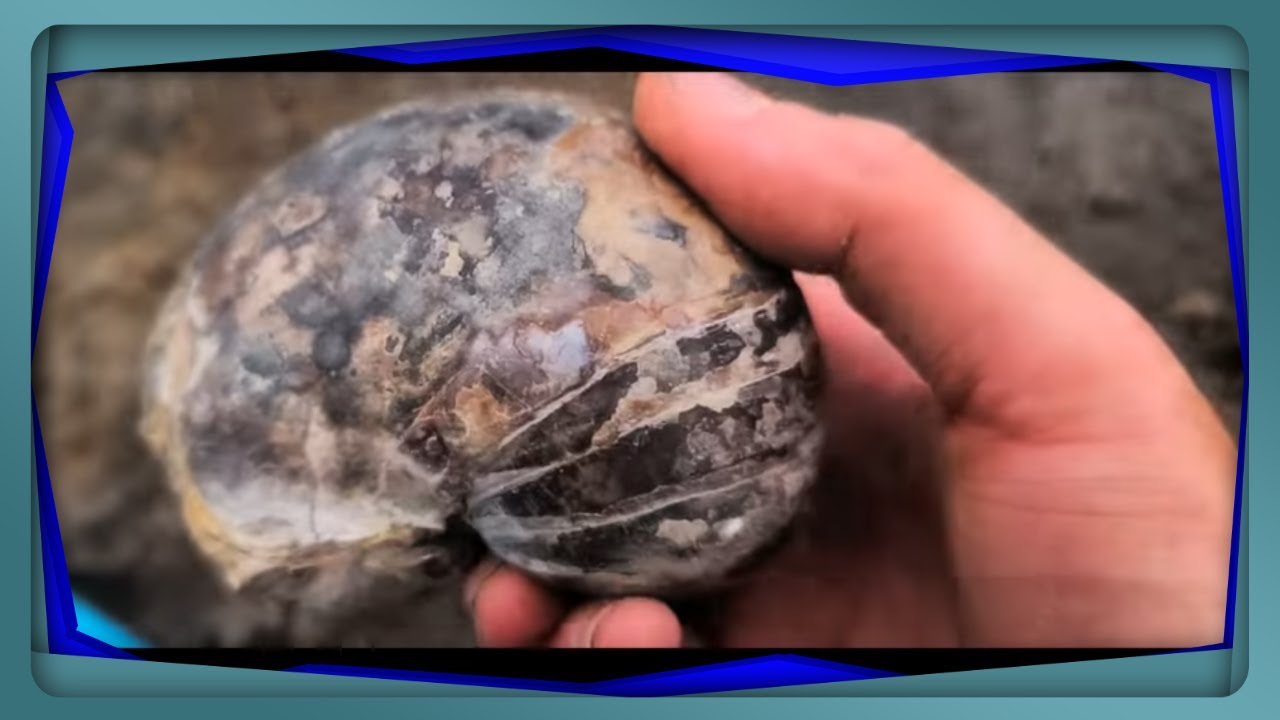 Fossil Hunting for Ammonites #FossilFinds