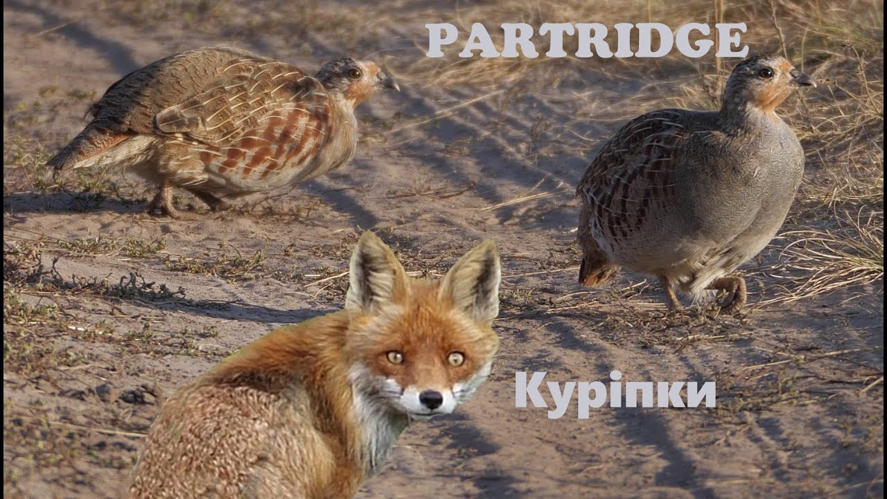 Кумедні  Куріпки. Funny Partridge